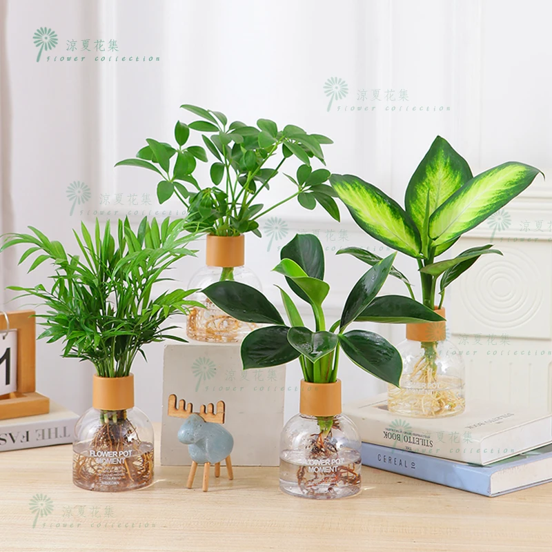 【香薰花瓶】绿植水培四件套家居净化空气鸭脚木袖珍椰子金钻玛丽安
