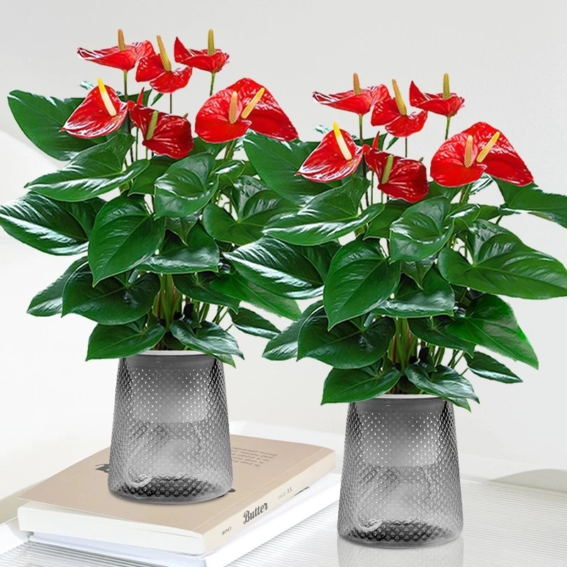 红掌盆栽室内绿植一帆风顺花卉植物室内玄关可水培绿植美观绿植