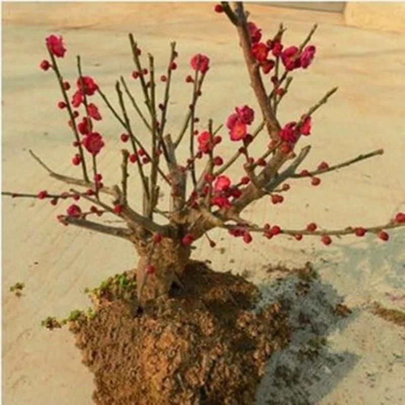 梅花耐寒耐热盆栽地栽