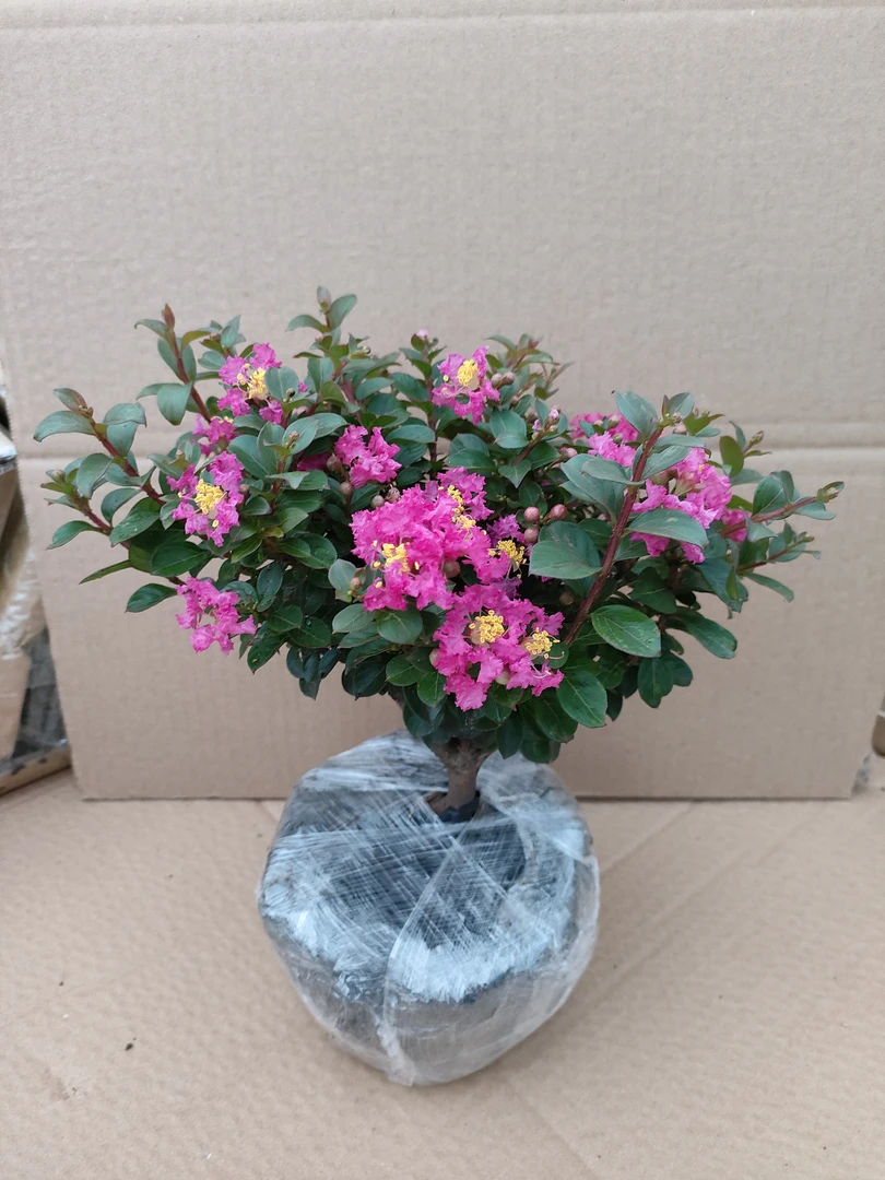 紫薇花盆栽地栽耐旱耐寒