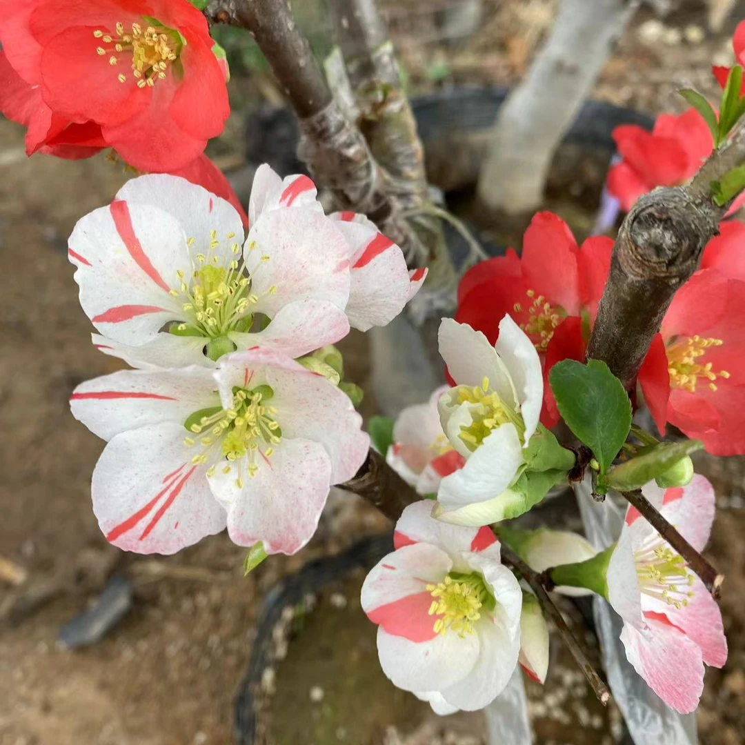 海棠盆景 基地直发 一物一拍