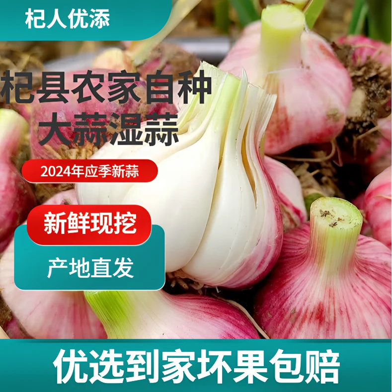 杞县农家自种24年新鲜紫皮大蒜鲜蒜湿蒜新鲜现挖产地直发坏果包赔
