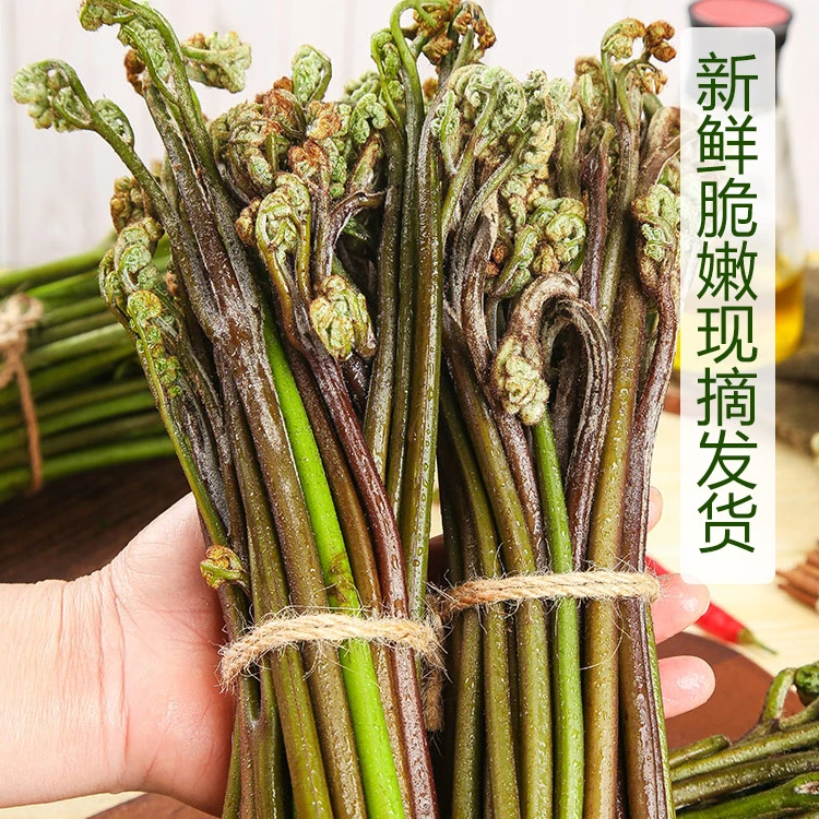现货野生蕨菜新鲜蔬菜现摘500g下饭菜当季天然野地菜山撅菜青厥菜