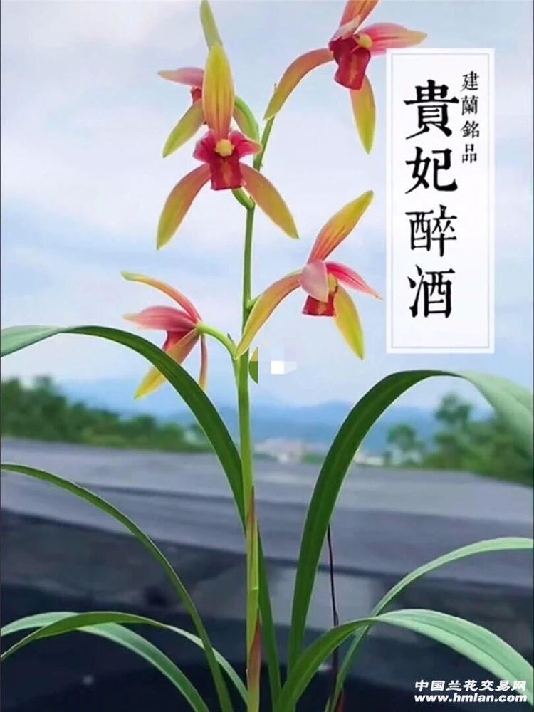建兰名品 贵妃醉酒 兰花,裸根发货