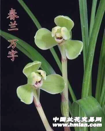 春兰万字兰花，裸根发货