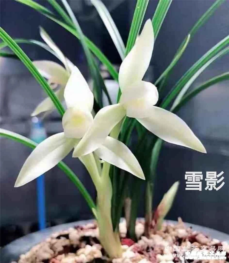 春兰老种素花铭品 雪影兰花，裸根发货