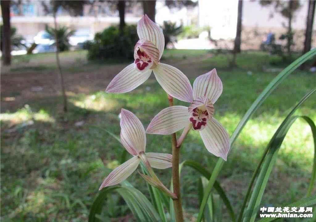 莲瓣兰 云上童子兰花，裸根发货
