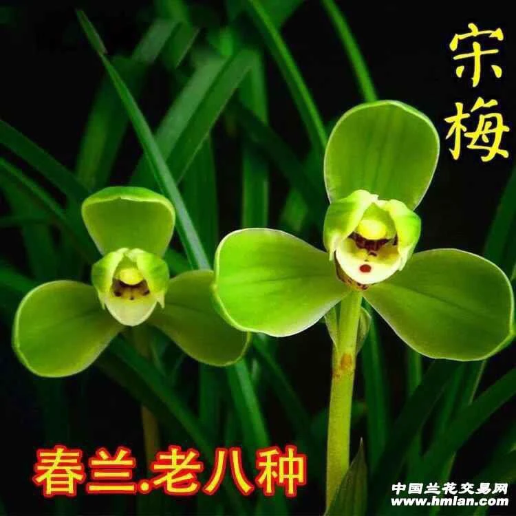 春兰铭品老八种之首:宋梅 兰花,裸根发货