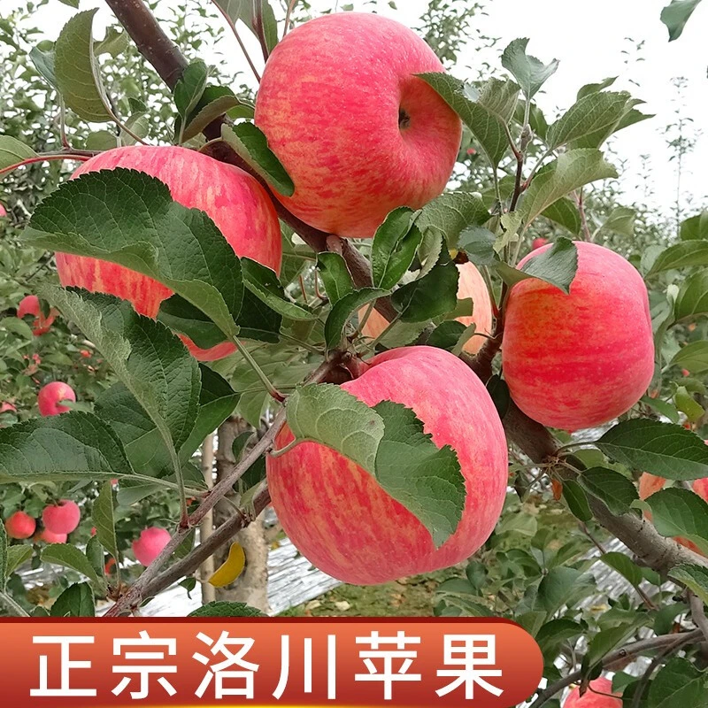 红富士陕西洛川苹果 【原产地直发】苹果红富士12枚80/85mm新鲜水果