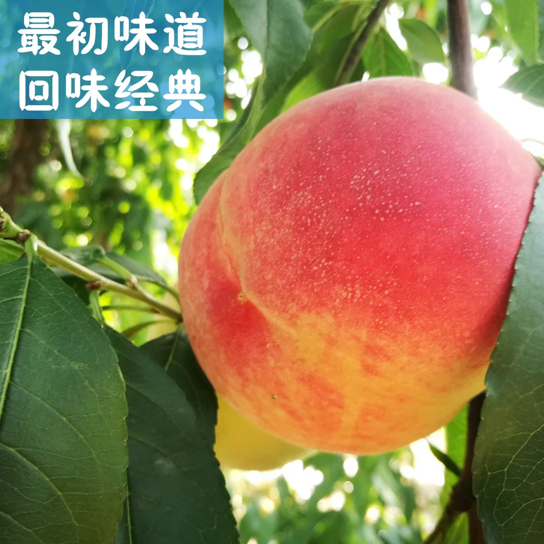 北京头茬久保 水蜜桃 放软更甜 5斤净重 3两-5两之间 自产顺丰包邮