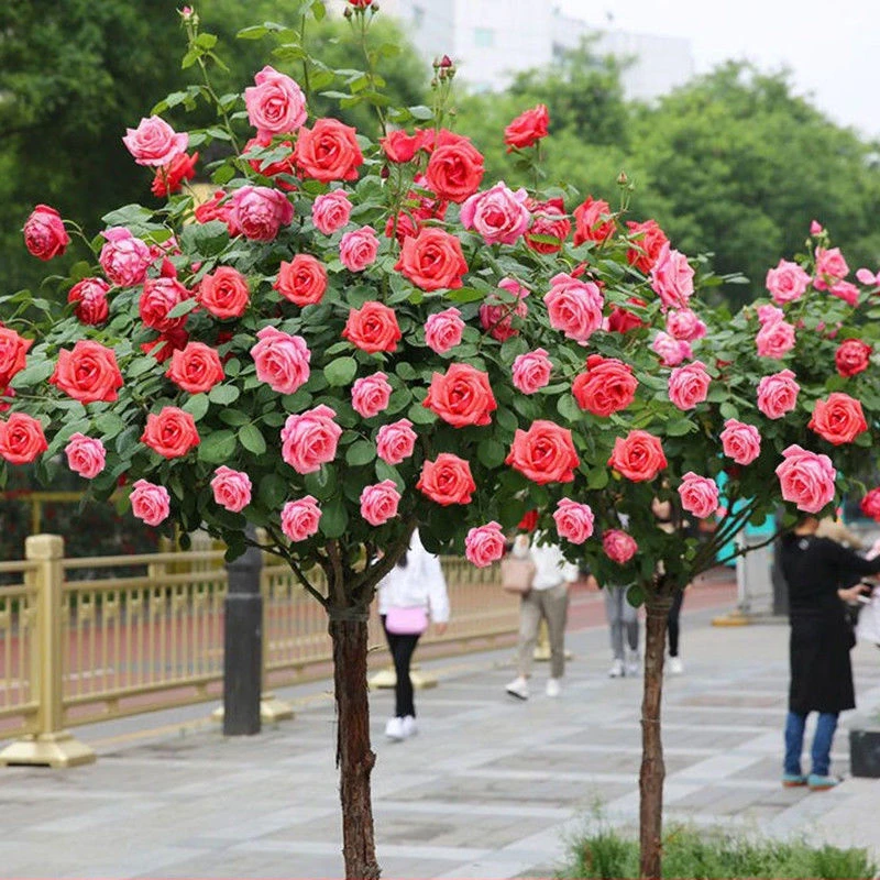 国月大花大树桩月季花大花浓香耐寒