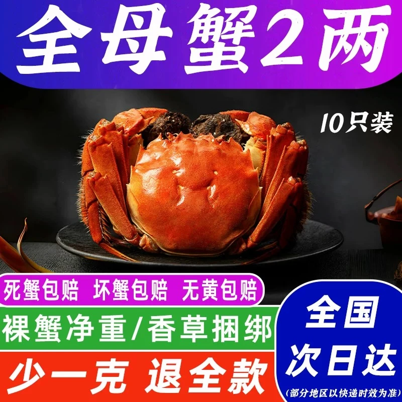 【活蟹现发】洪泽湖母蟹十只全母（2.1-1.8）两礼盒顺丰包邮活