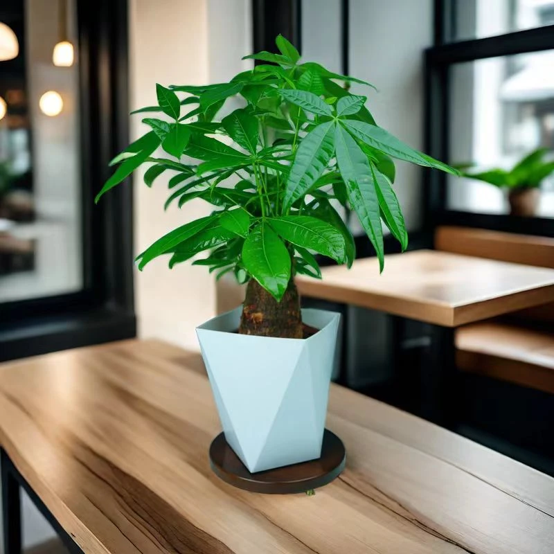 【老桩】发财树盆栽室内好养大颗招财树绿植客厅办公室乔迁开业绿植