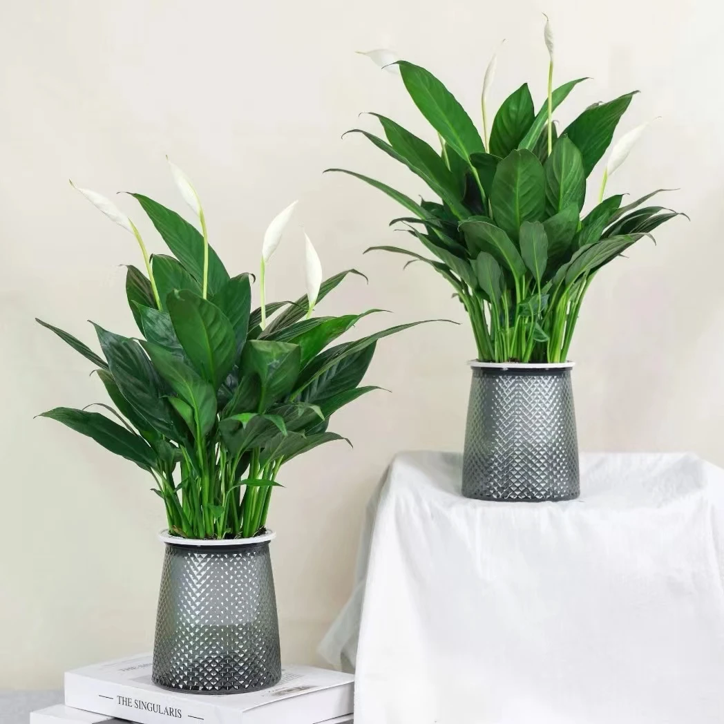 一帆风顺白掌盆栽水培土培植物室内办公室客厅花卉绿植好养易活