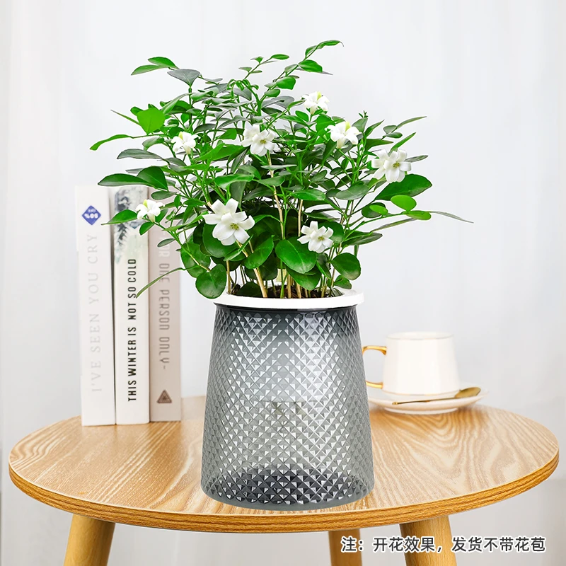 九里香开花植物室内盆栽四季常青好养绿植驱蚊叶片浓香型花苗美观