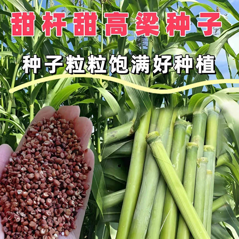 甜杆种子黄瓜辣椒原装超甜北方甘蔗种子甜高粱种子种子蔬菜种子