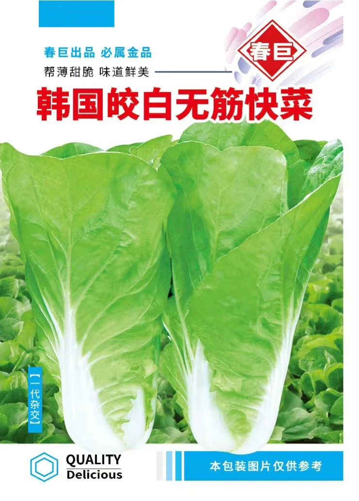 19天速生快菜四季奶油小白菜鲜嫩阳台小院高产耐热耐寒抗病蔬菜茽