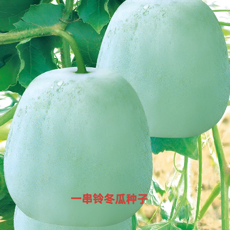 一串铃冬瓜种子白皮小冬瓜蔬菜种籽粉皮高产农家菜园农家蔬菜种子