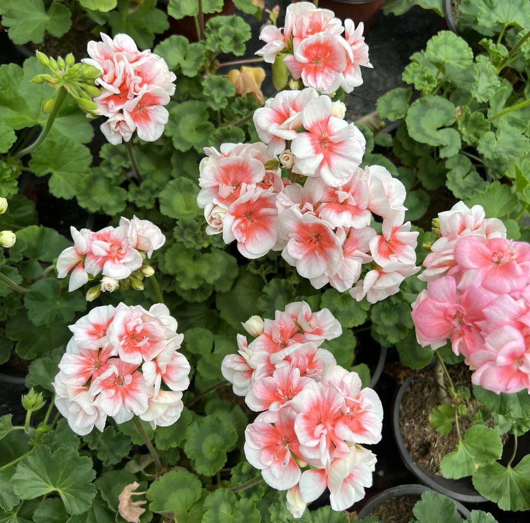 【皇后】矮生勤花天竺葵(苗小)不带花包