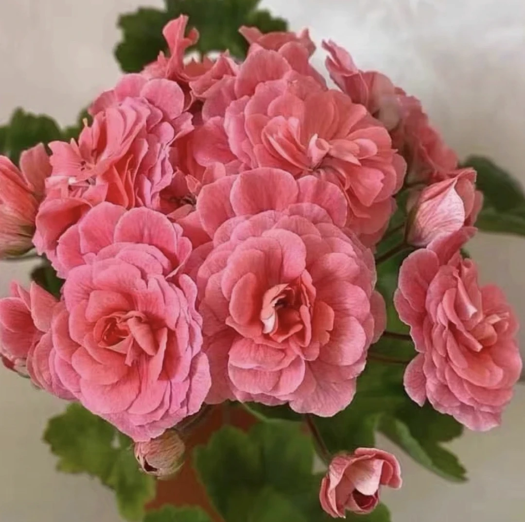 半兽系【摩洛哥公主】直立重瓣大花天竺葵不带花包