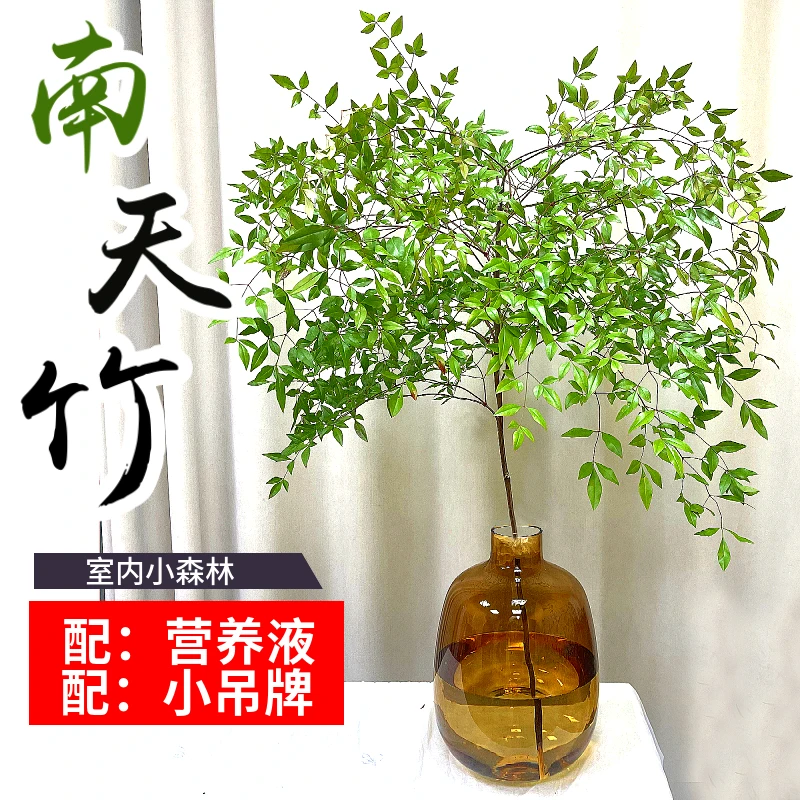 绿色南天竹水培植物室内鲜切吊钟客厅懒人花卉【拍一发二】好养植物