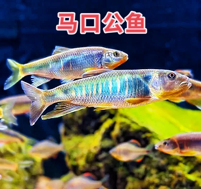 （新疆西藏内蒙黑龙江吉林专拍）顺风包邮福建三明人工养殖马口鱼