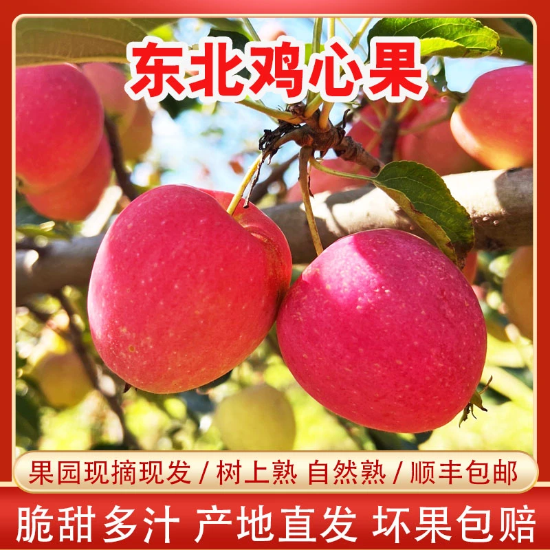 象牙山鸡心果 东北鸡心果 酸甜脆汁水足原产地现摘现发3斤5斤包邮