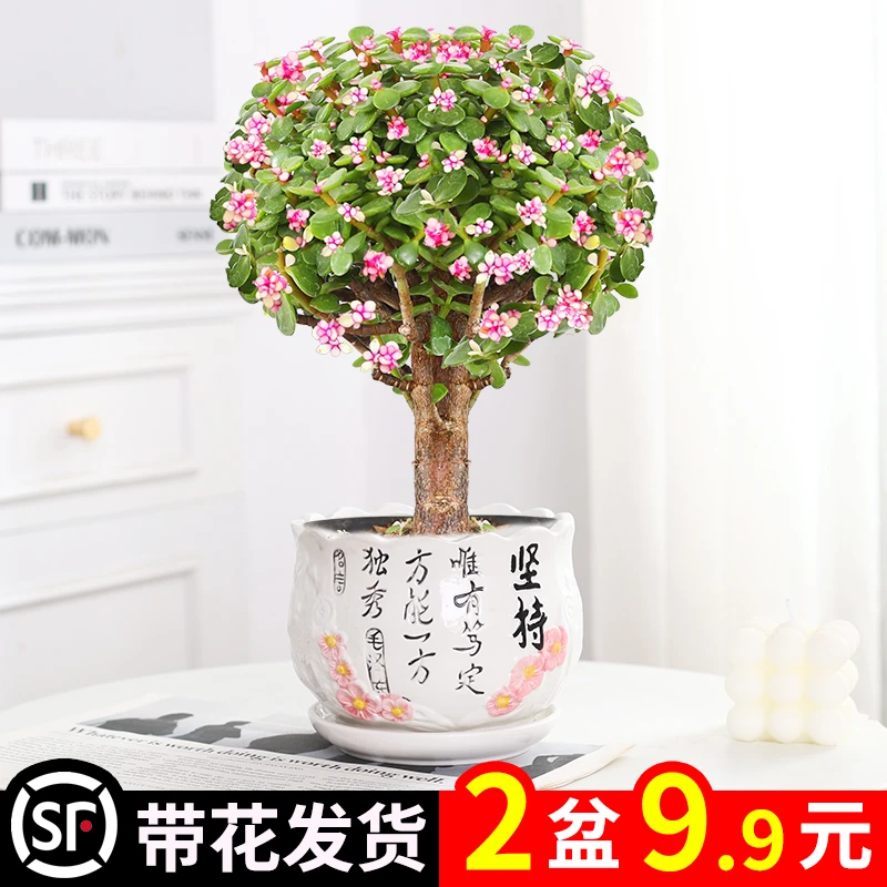 金枝玉叶盆栽老桩多肉水培植物室内花卉办公室绿植好养活净化空气