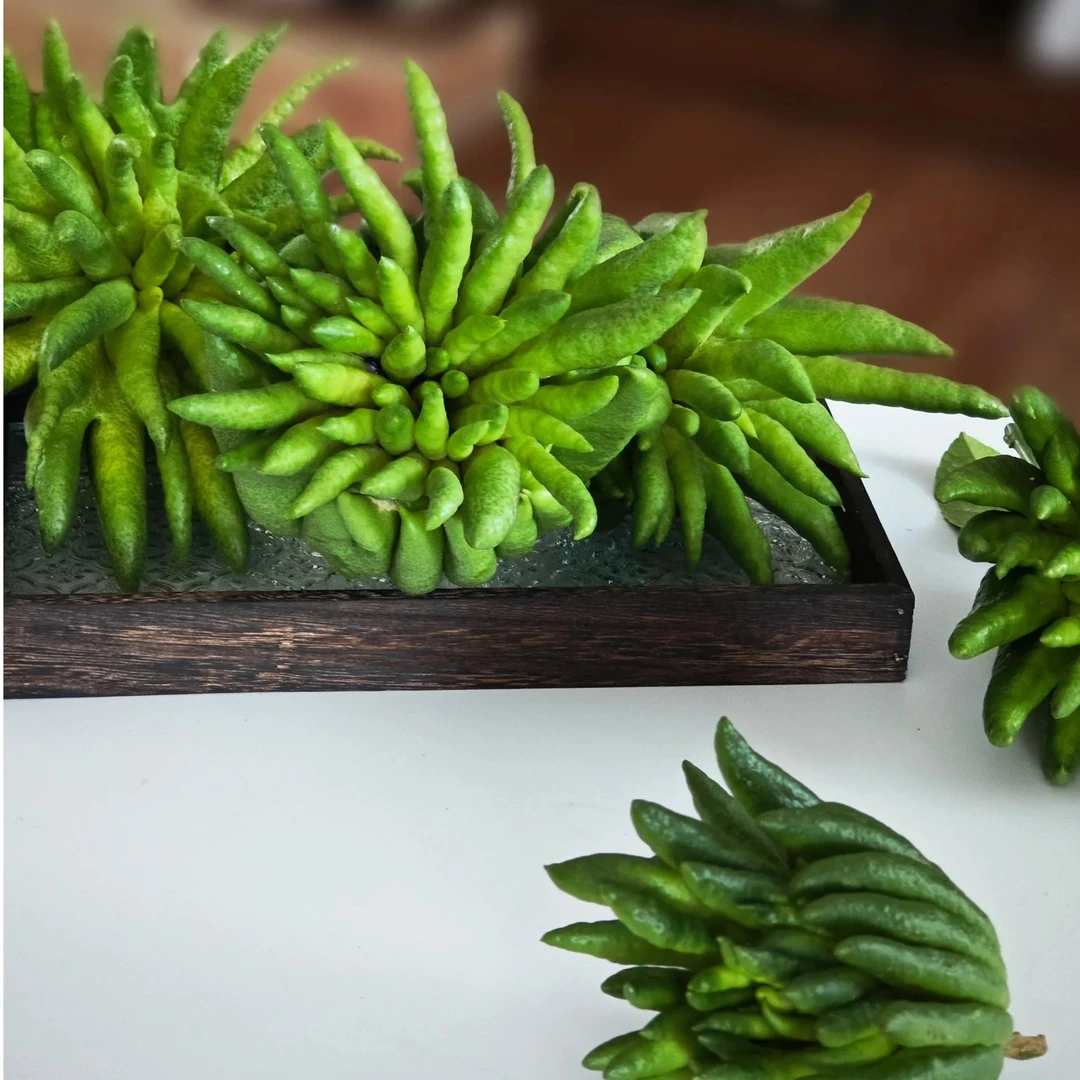 【优选基地直供】高品质佛手柑 造型独特 观果闻香