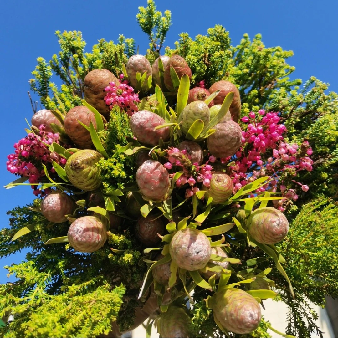 【花野行甄选】进口珊瑚果松果花束可做干花长期瓶插家居软装精品花