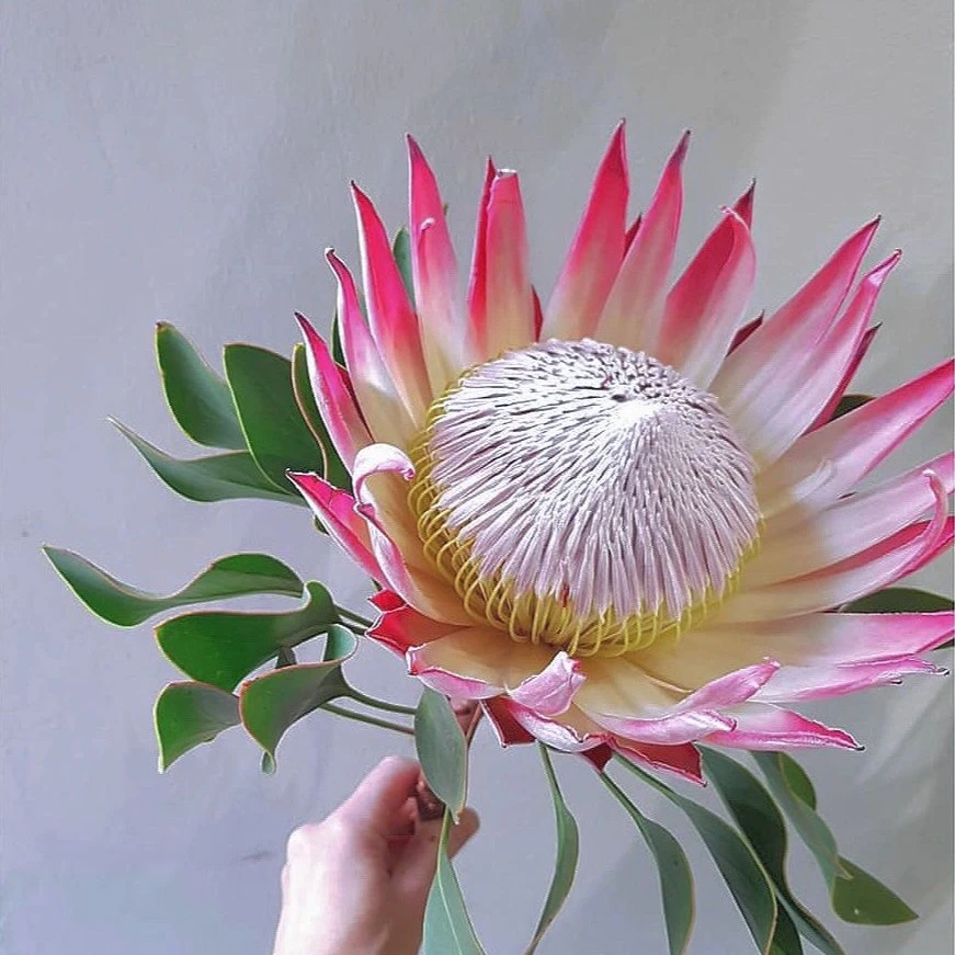 【优选精品帝王】高品质南非帝王花 高端进口花材 品味地位的象征