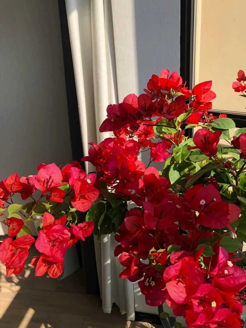 中国红（大红色国旗红后期玫红色）加州红三角梅