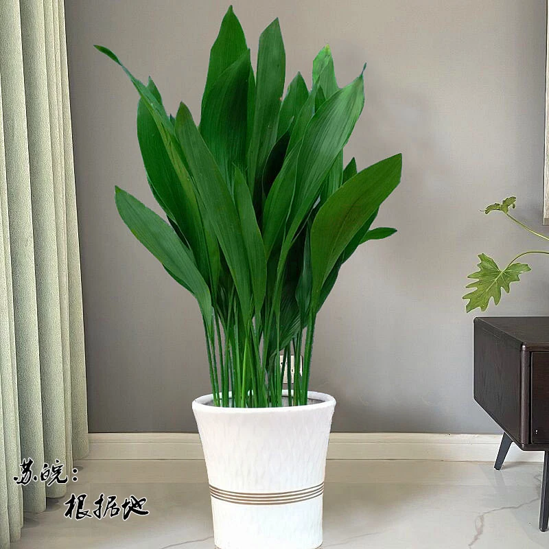 一叶兰盆栽耐寒喜阴植物办公室内庭院观叶绿植兰花除甲醛四季生长