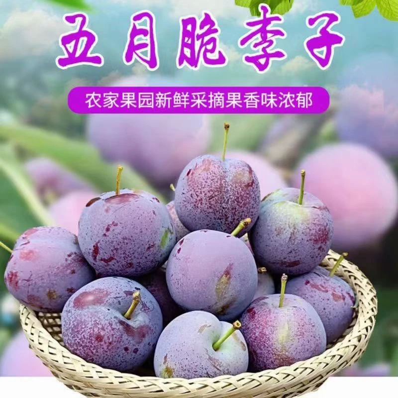 四川脆红李子凤凰五月脆新鲜水果脱骨青脆李子半边红茵红脆甜整箱