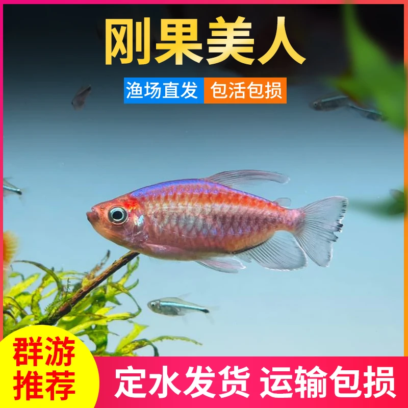 刚果美人鱼小型热带观赏鱼活体灯科鱼淡水草缸群游鱼刚果扯旗鱼