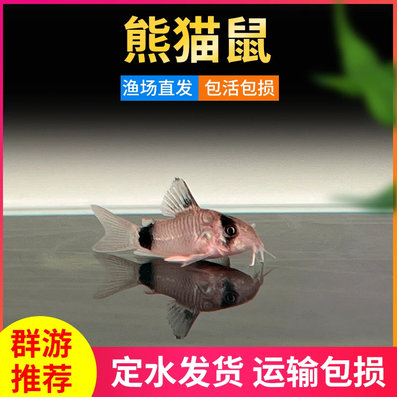 熊猫鼠鱼 吉祥小鱼