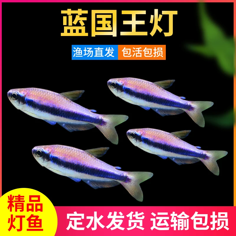 蓝国王灯鱼 吉祥小鱼