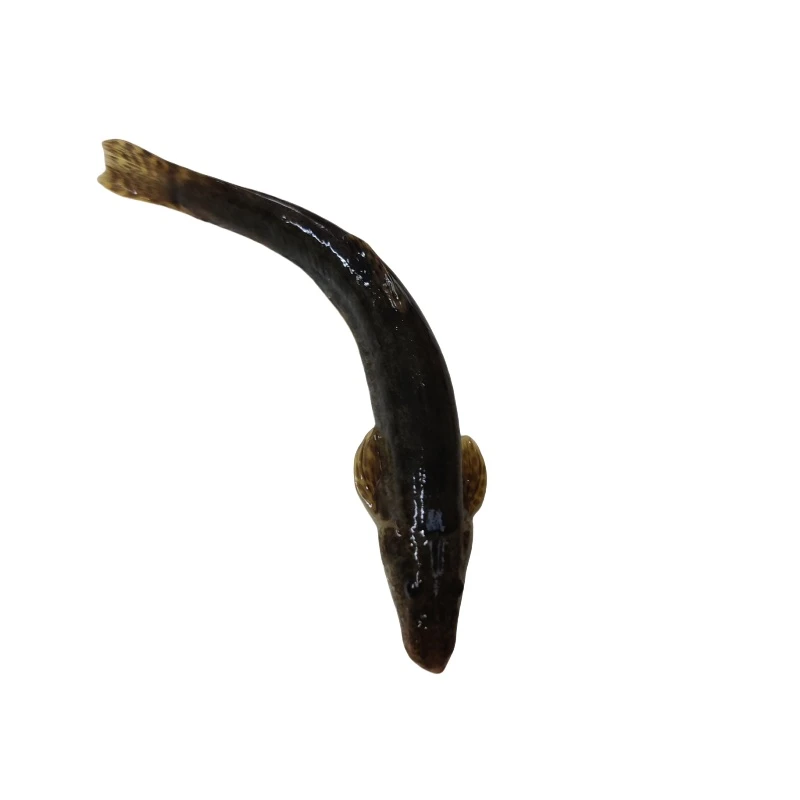 东北野生鲜活花泥鳅鱼酱焖打氧气袋保鲜不保活保温箱冰块顺丰包邮