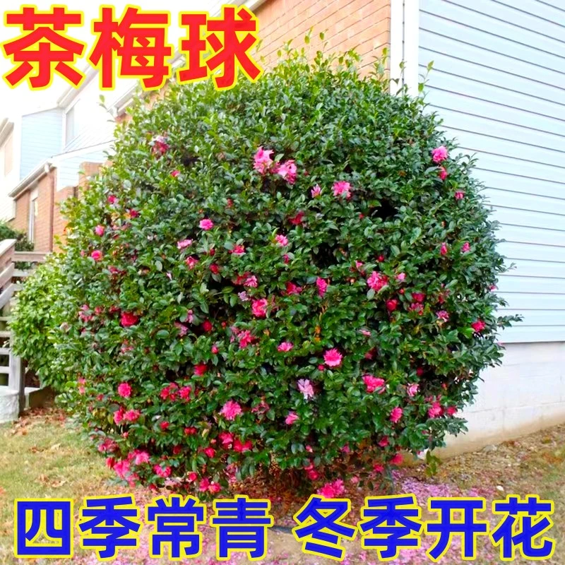 带花苞茶梅花树苗茶梅球庭院别墅种植观赏球形植物工程园林绿化苗