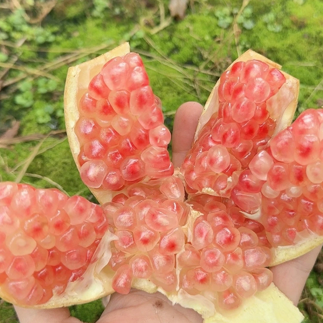 现摘老品种云南蒙自薄皮甜石榴水晶石榴粒大皮薄汁多