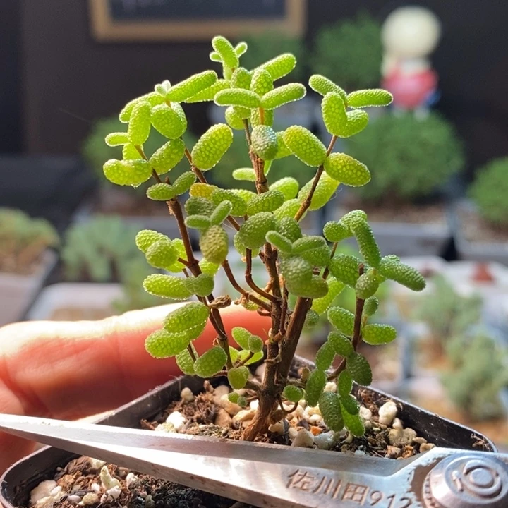 026金橘糖球。