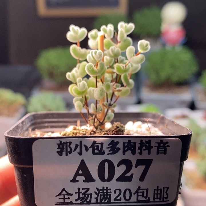 027莱斯。