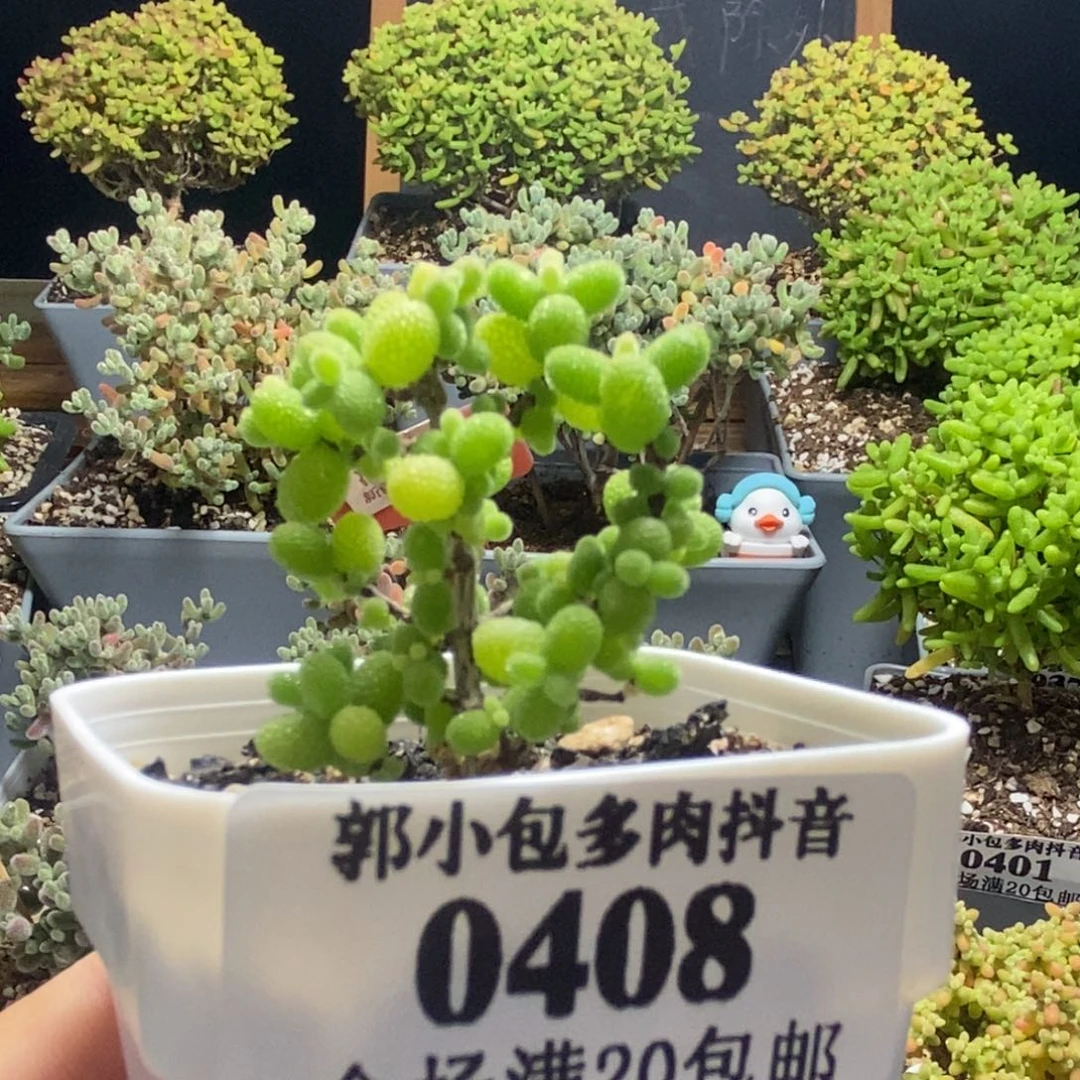 乐**飞金橘糖球0408。