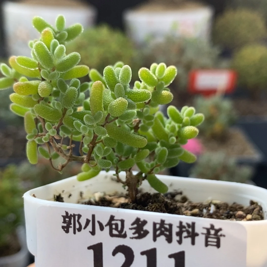 蜜橘糖球1211。