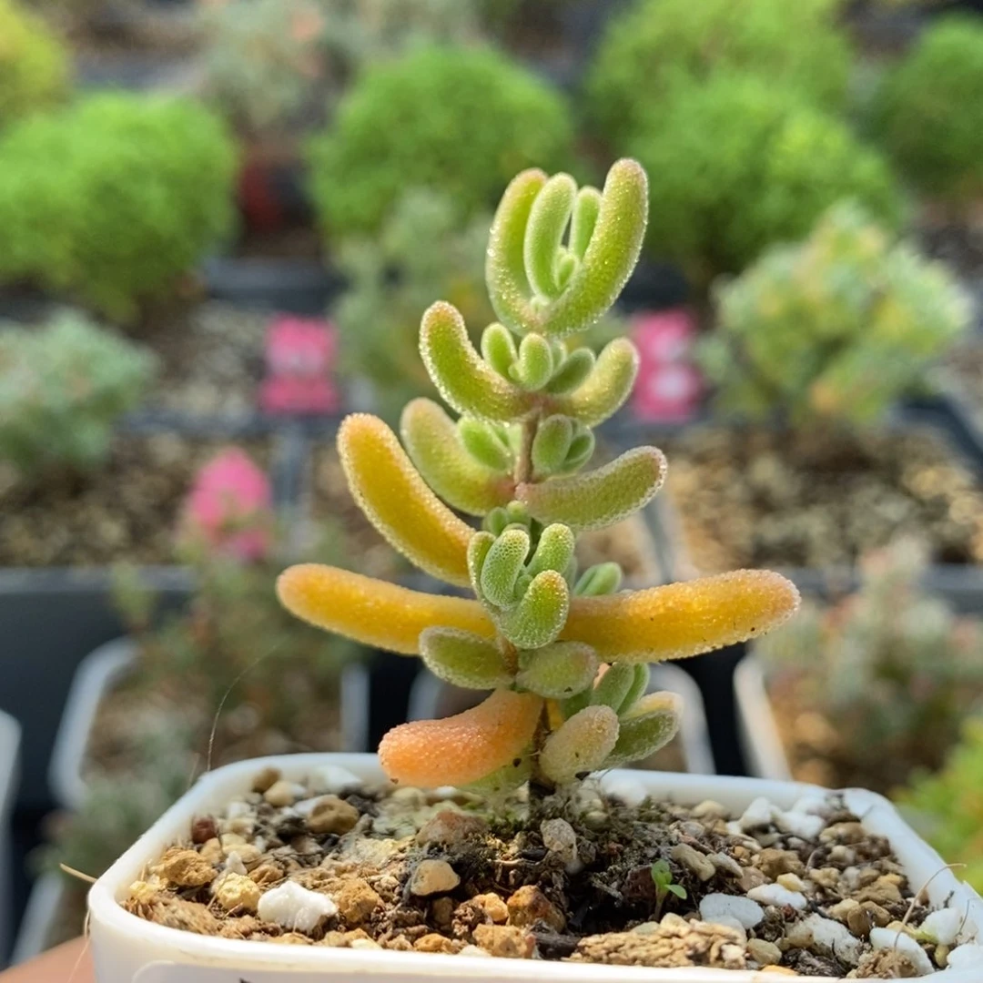 可****实生橙叶0623。