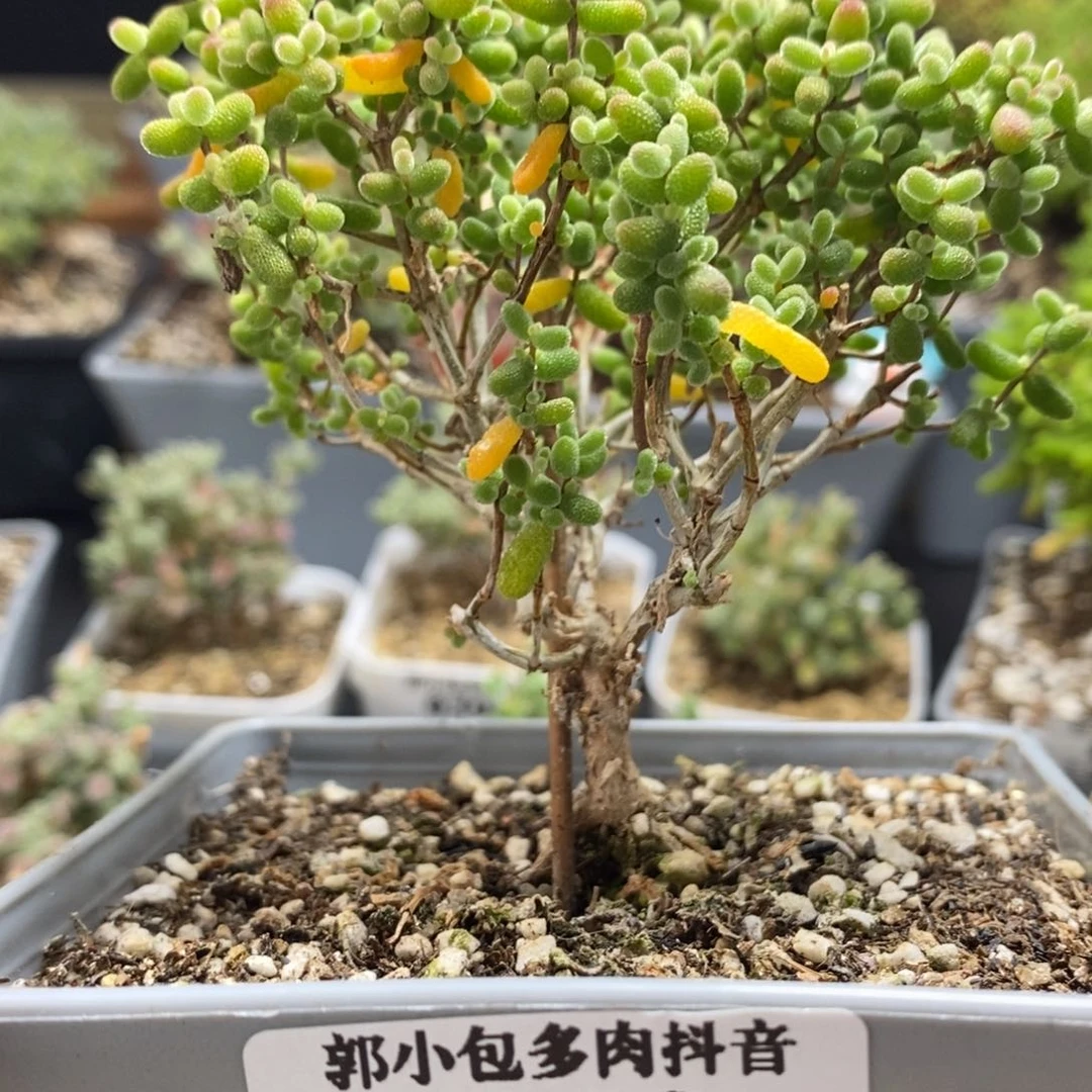 特价金橘糖球0399。