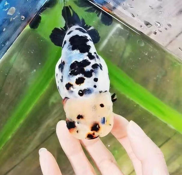 东北金鱼批发零售