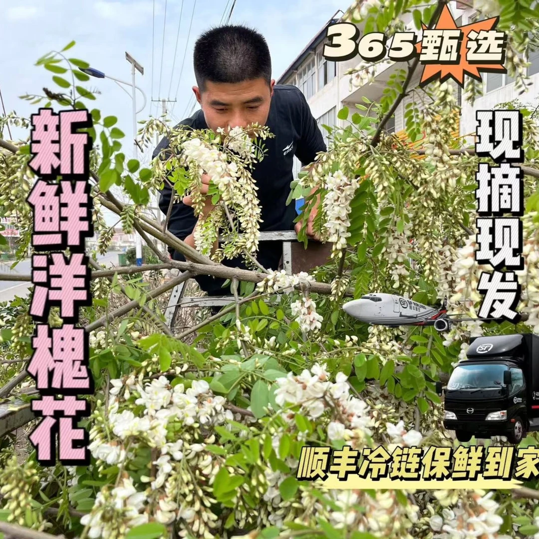 【我的农村365】河南新鲜洋槐花二斤装三斤装现摘现发新鲜蔬菜