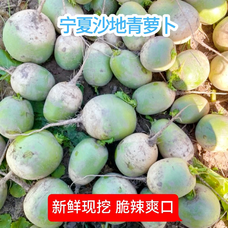 宁夏沙地青萝卜农家自种新鲜宝玉青萝卜非水果萝卜新鲜蔬菜5斤