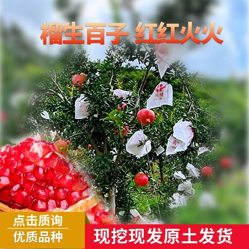 突尼斯软籽石榴树大树 果树苗 嫁接石榴树苗 包邮